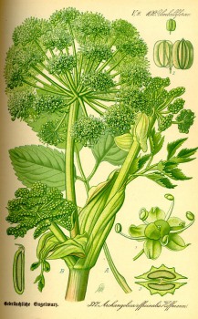 Engelwurz Litho